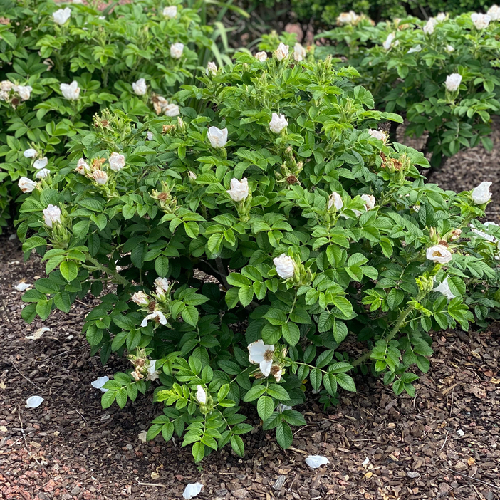Rosa rugosa 'JACruwhi'