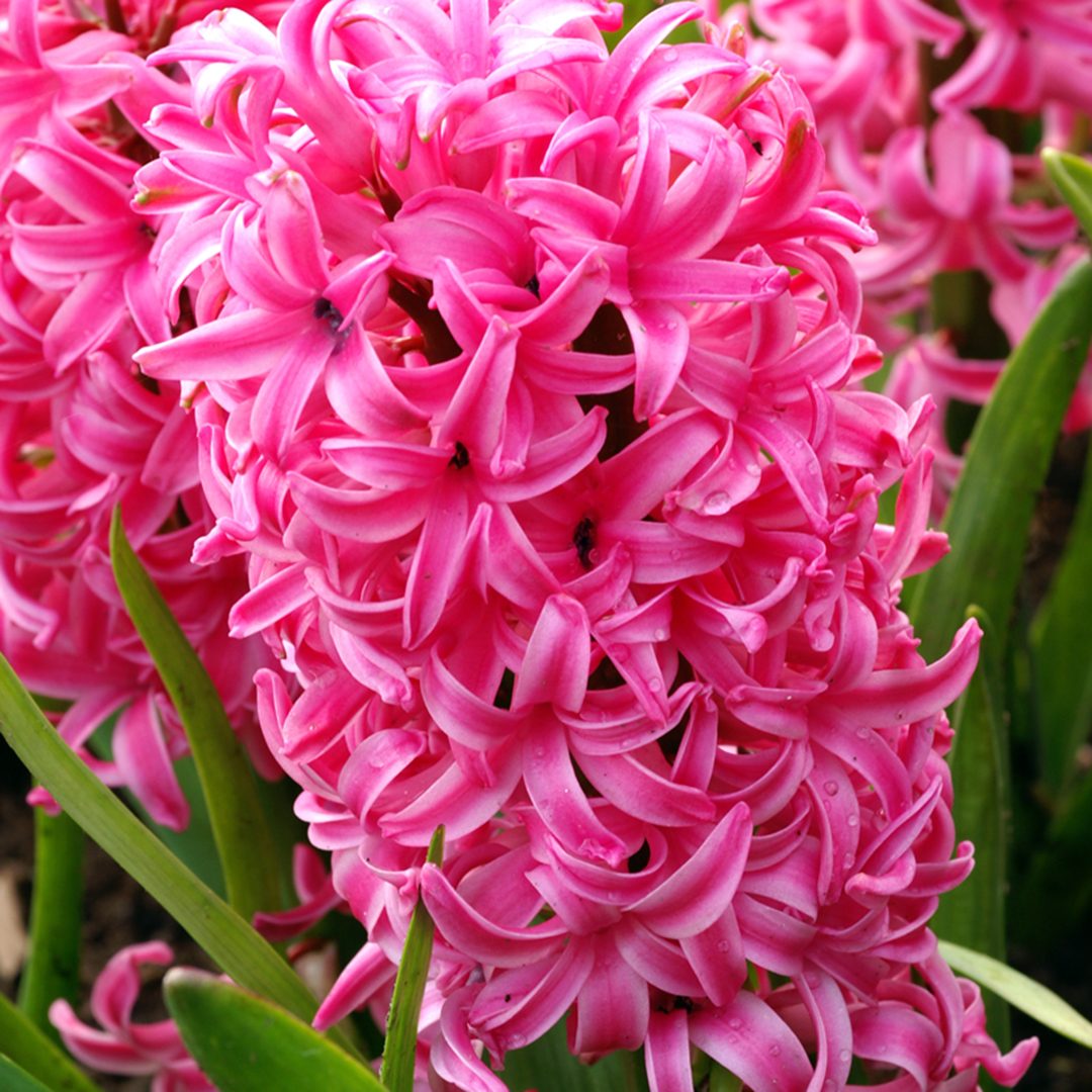 Hyacinth Pink