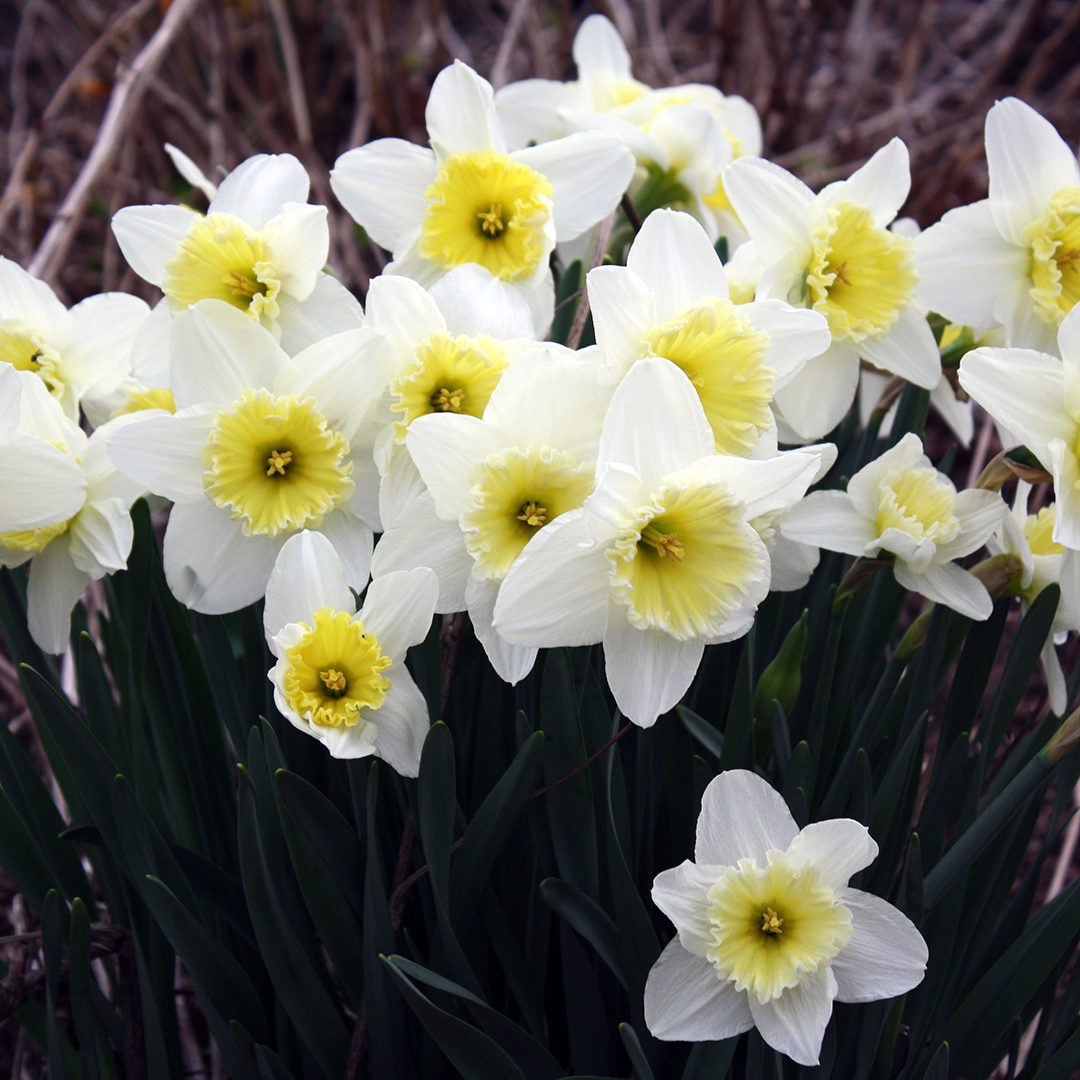 Narcissus 'Ice Follies'