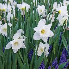 Narcissus 'Mount Hood' (50/Bag)