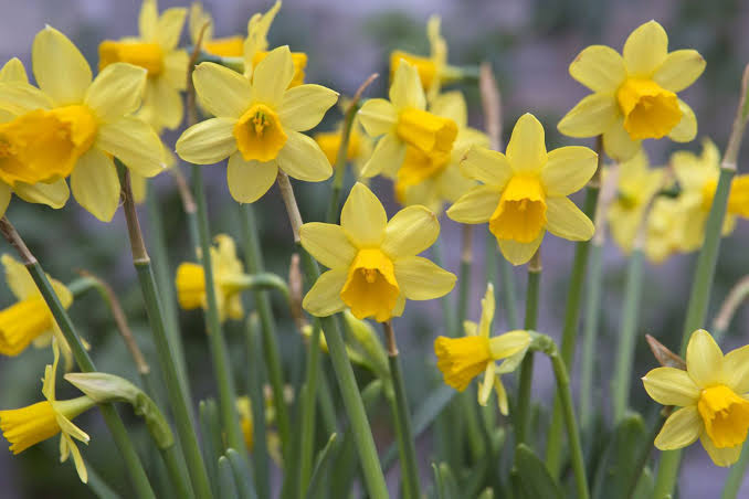 Narcissus 'Tete A Tete' (50/Bag)