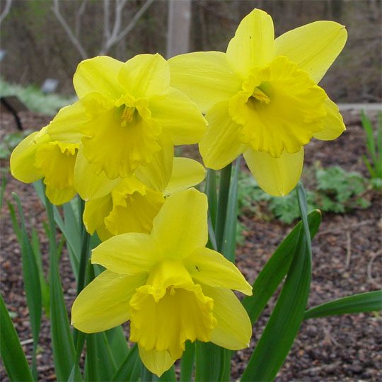 Narcissus 'Dutchmaster'
