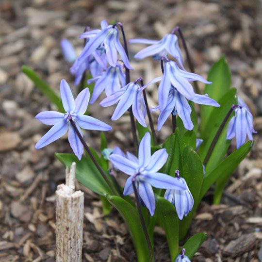 Scilla siberica
