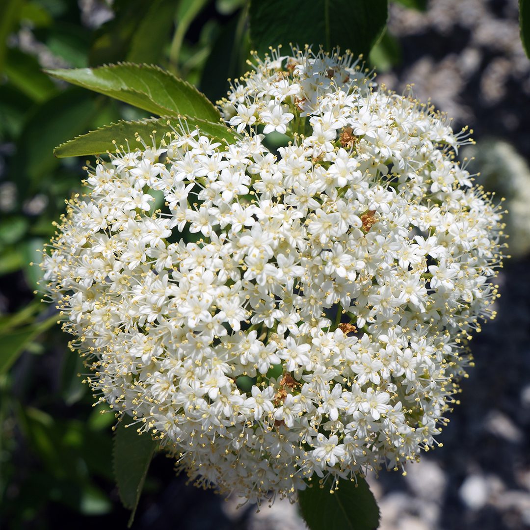 Viburnum lentago