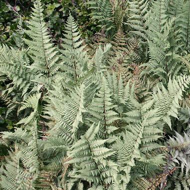 Athyrium x hybrida 'Ghost'