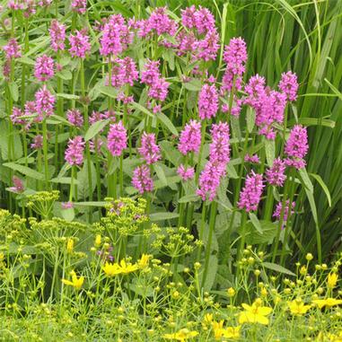 Stachys x 'Hummelo'
