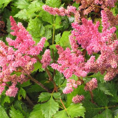 Astilbe chinensis 'Vision in Red'