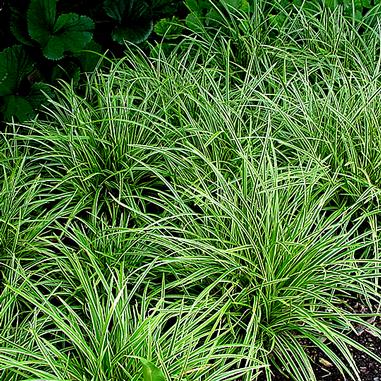 Carex morrowii 'Ice Dance'