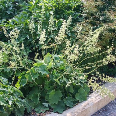 Heuchera 'Autumn Bride'