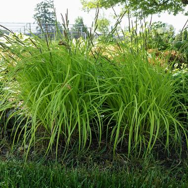 Carex elata 'Aurea'