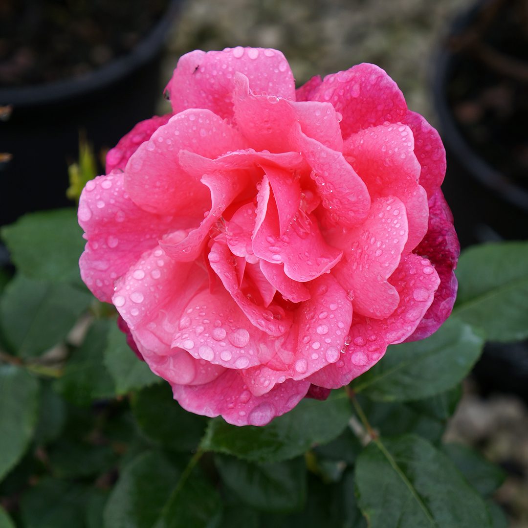 Rosa 'BAIing'