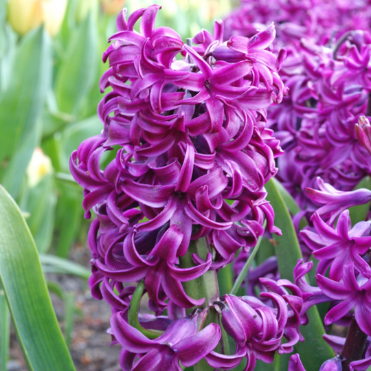 Hyacinth Purple