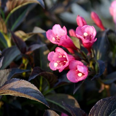 Weigela x 'Dark Horse'