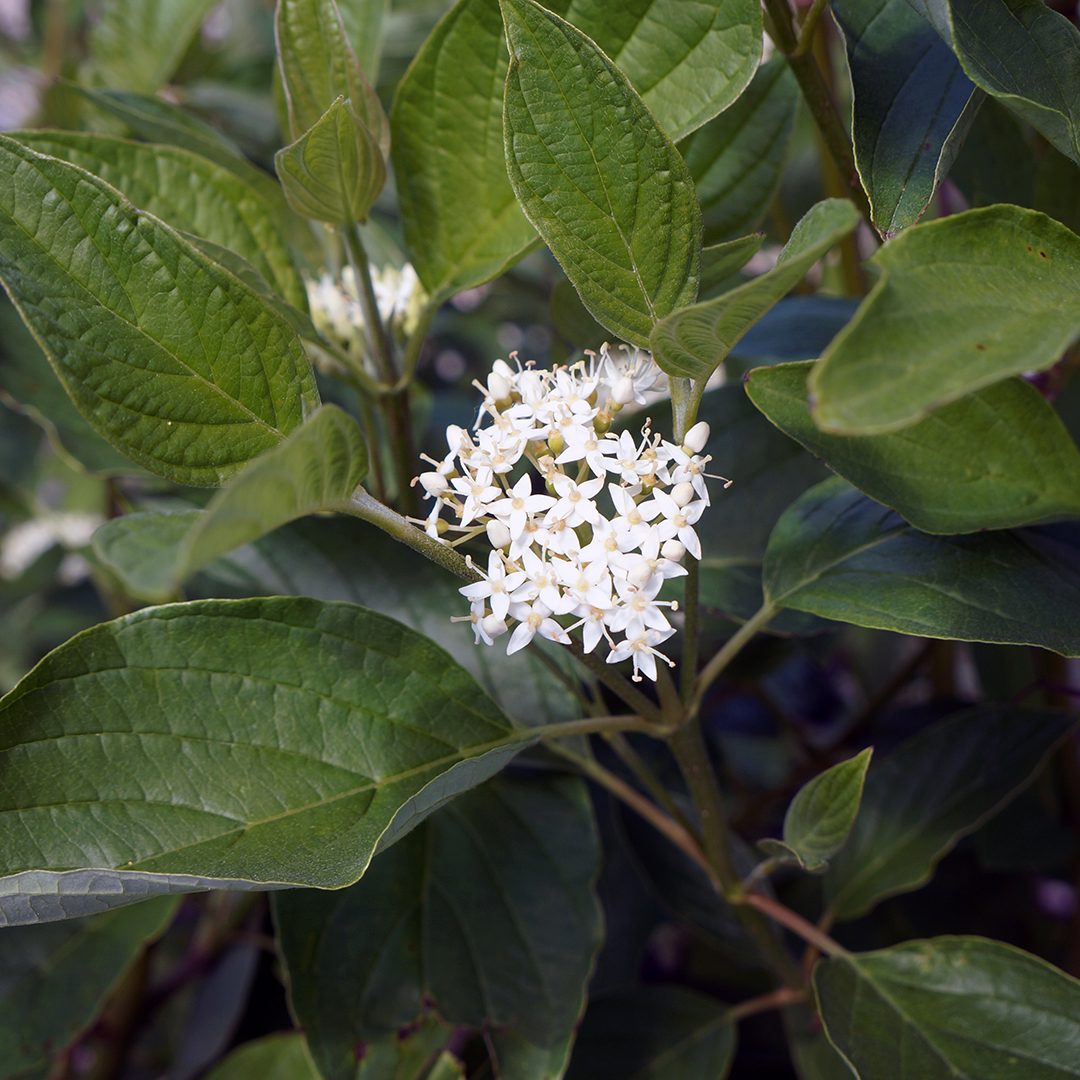 Cornus sericea 'Cardinal'
