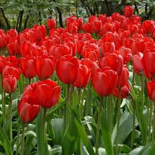 Tulipa 'Red Impression'