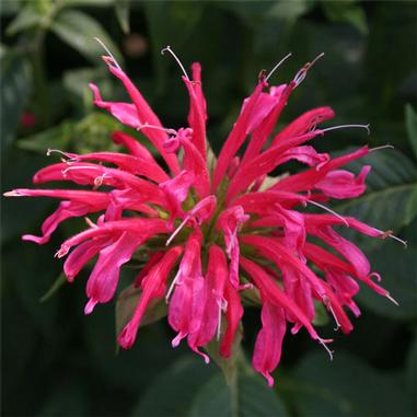 Monarda didyma 'Coral Reef'