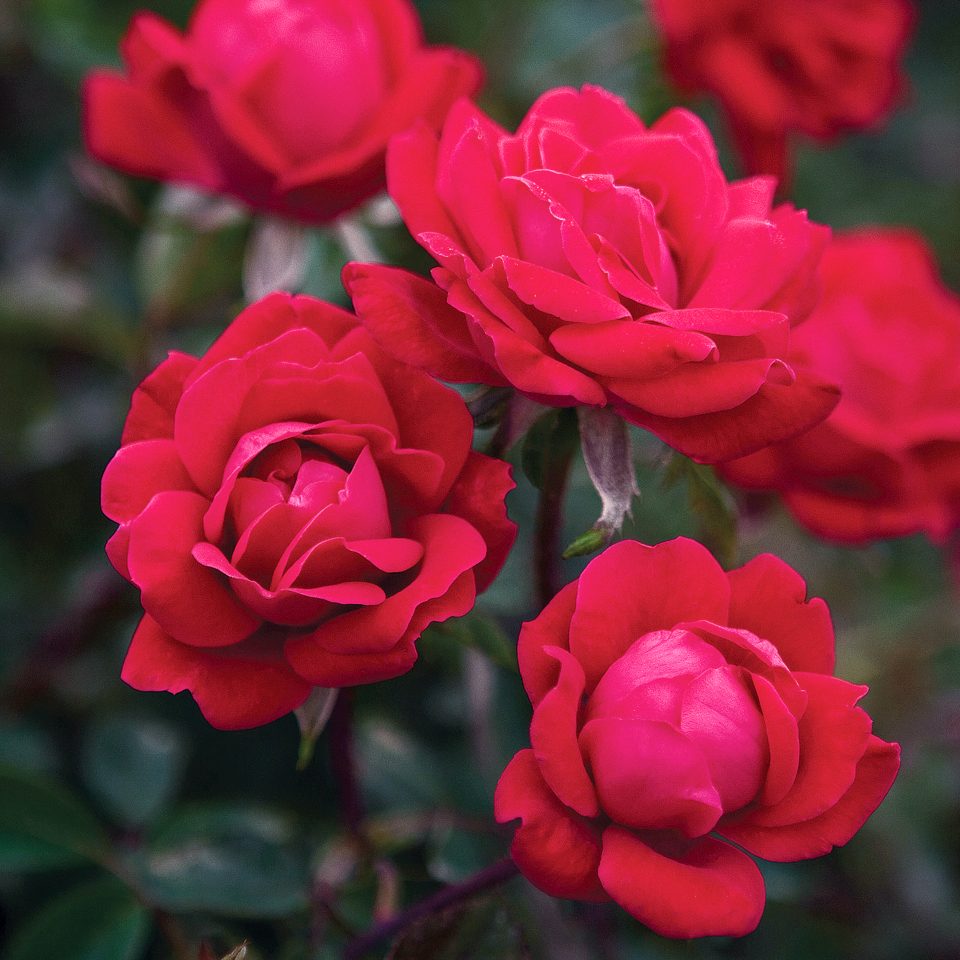 Rosa 'Radtko'