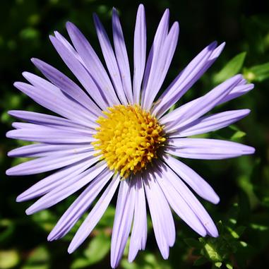 Symphyotrichum oblongifolium 'October Skies'
