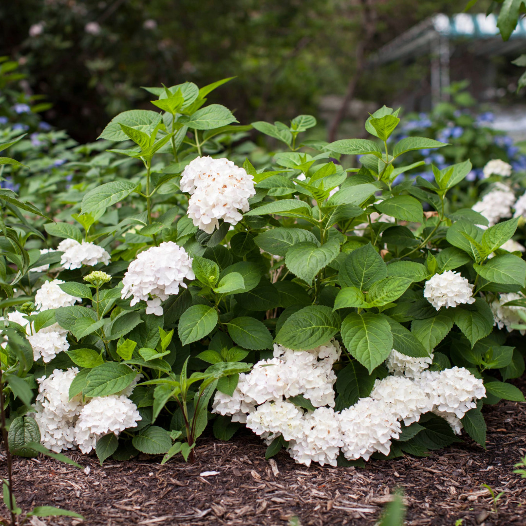 Hydrangea macrophylla 'BlushingBride'