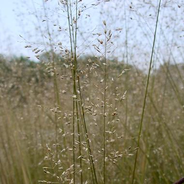 Sporobolus heterolepis 'Tara'