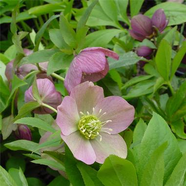 Helleborus hybridus 'Royal Heritage'