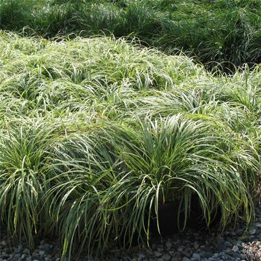 Carex morrowii 'Silver Sceptre'