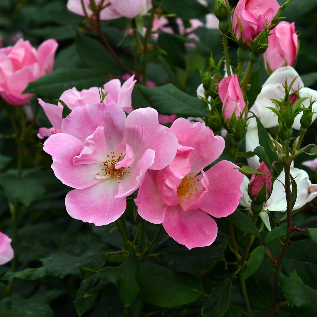 Rosa 'Radyod'