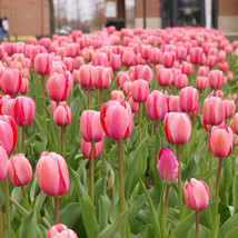 Tulipa 'Pink Impression' (50/Bag)