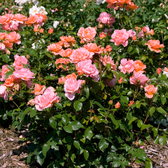 Rosa 'BAInce'