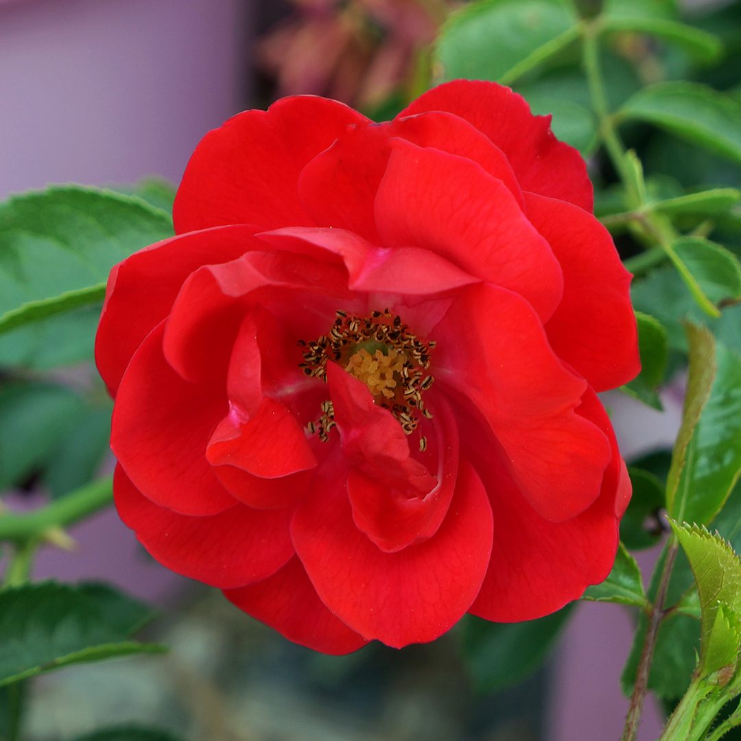 Rosa var. 'NOA83100B'