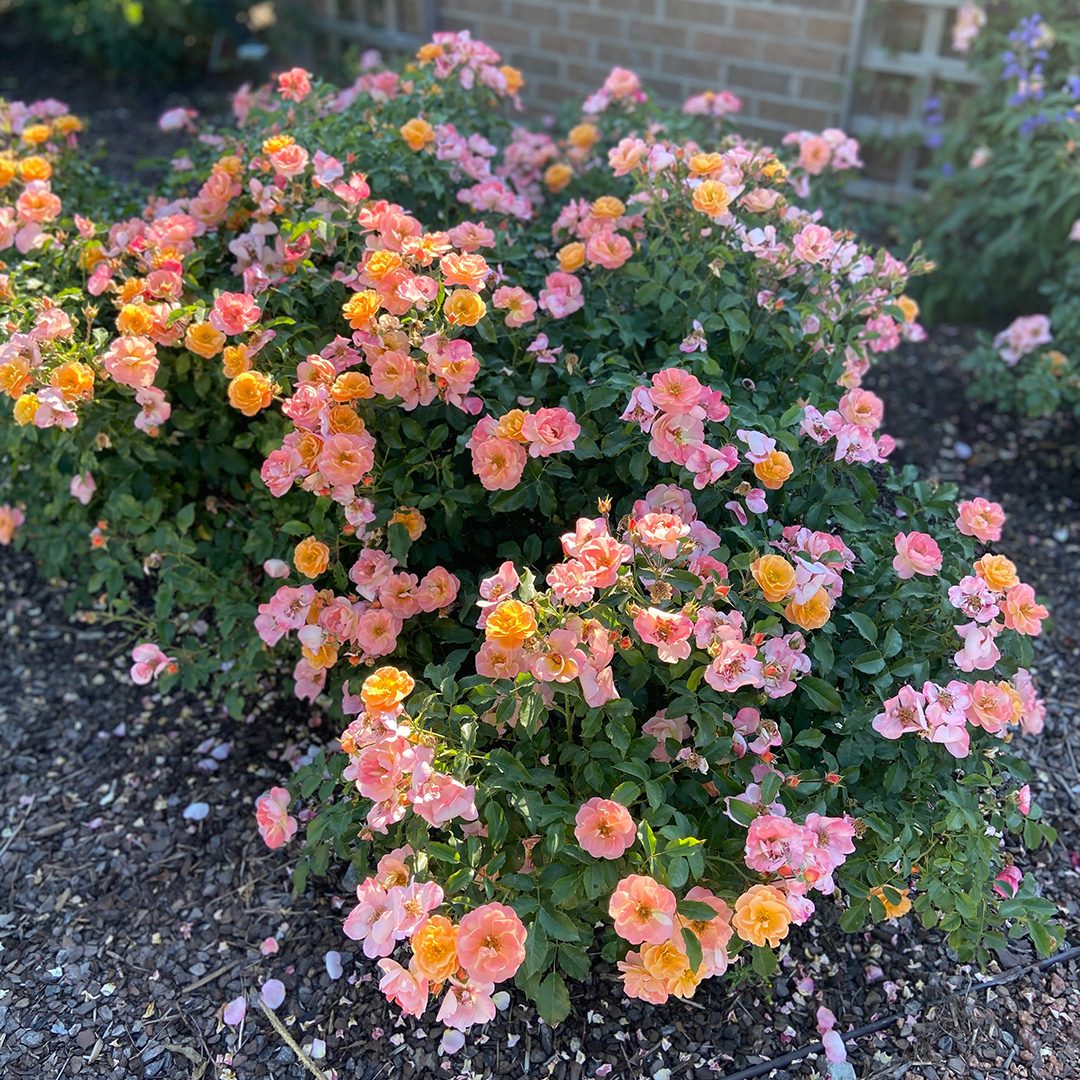 Rosa var. 'NOA97400A'