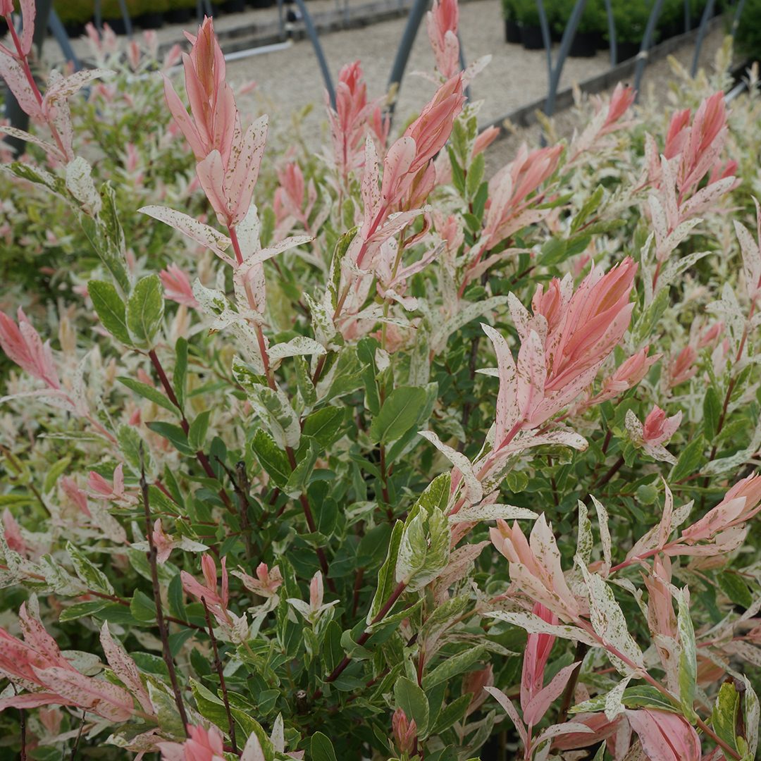 Salix integra 'Hakuro-nishiki'