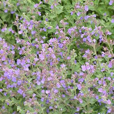 Nepeta x faassenii 'Kit Cat'