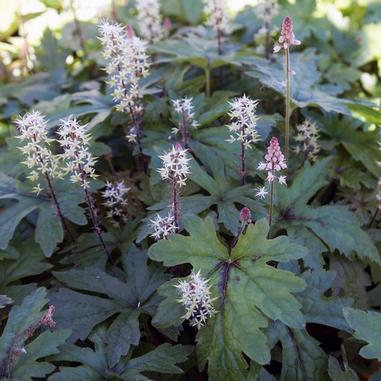 Tiarella 'Pink Skyrocket'