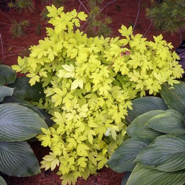 Dicentra (Lamprocapnos) spectabilis 'Gold Heart'