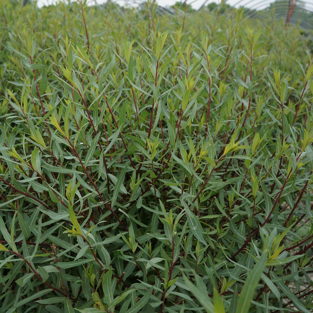 Salix purpurea 'Nana'