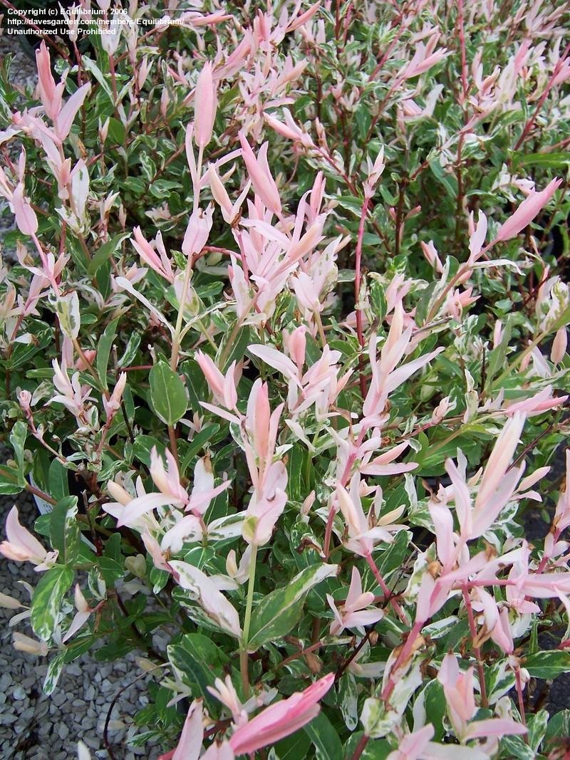 Salix integra 'Flamingo'