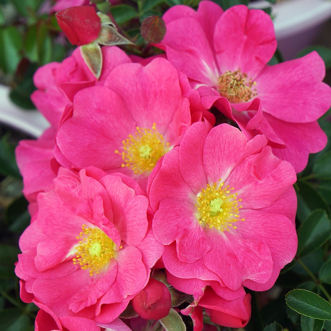Rosa var. 'NOA168098F'