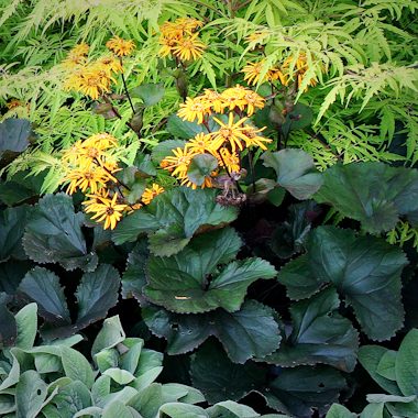 Ligularia dentata 'Britt-Marie Crawford'