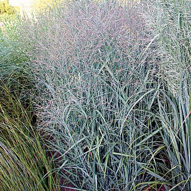 Panicum virgatum 'Heavy Metal'