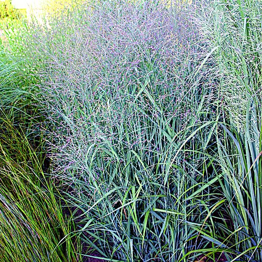 Panicum virgatum 'Heavy Metal'