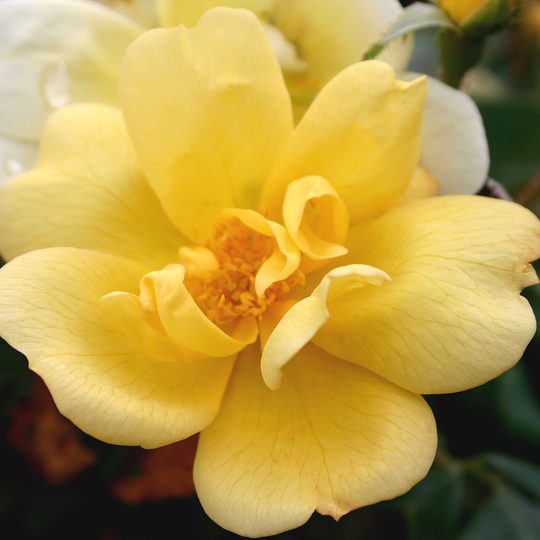 Rosa 'Radsunny'