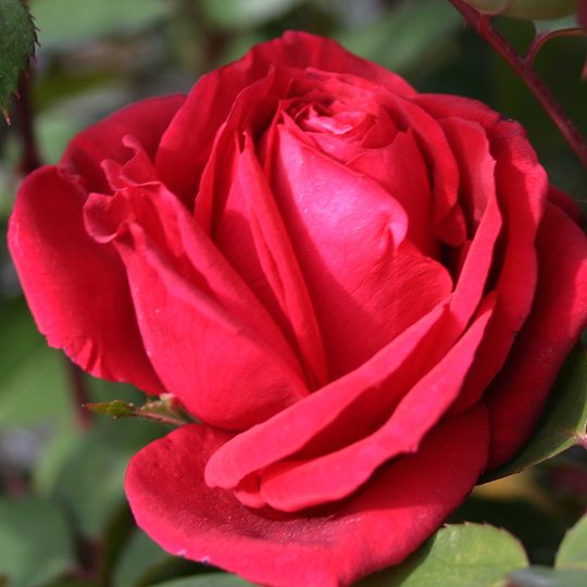 Rosa 'BAlmir'