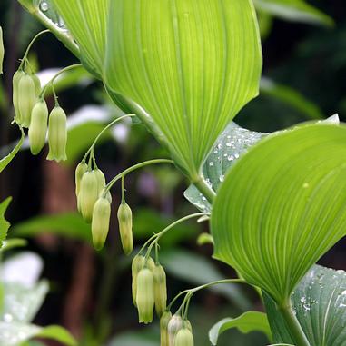 Polygonatum biflorum