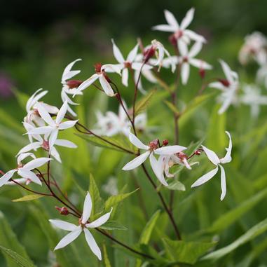 Gillenia trifoliata (Porteranthus trifoliatus)