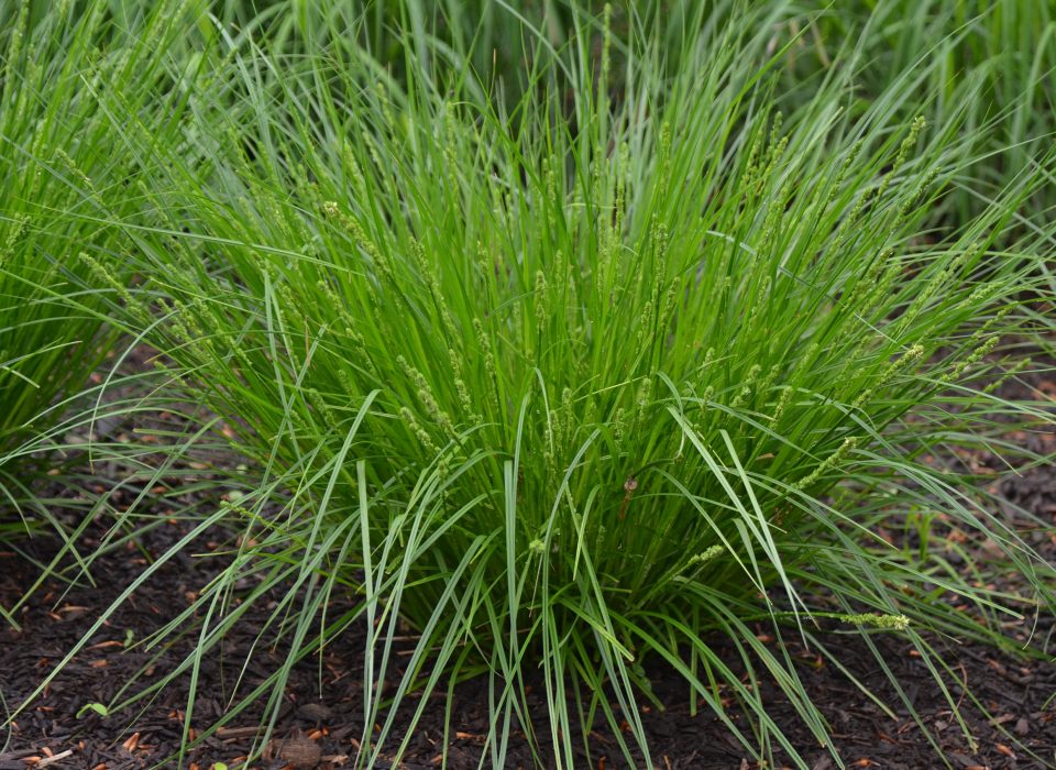 Carex appalachica