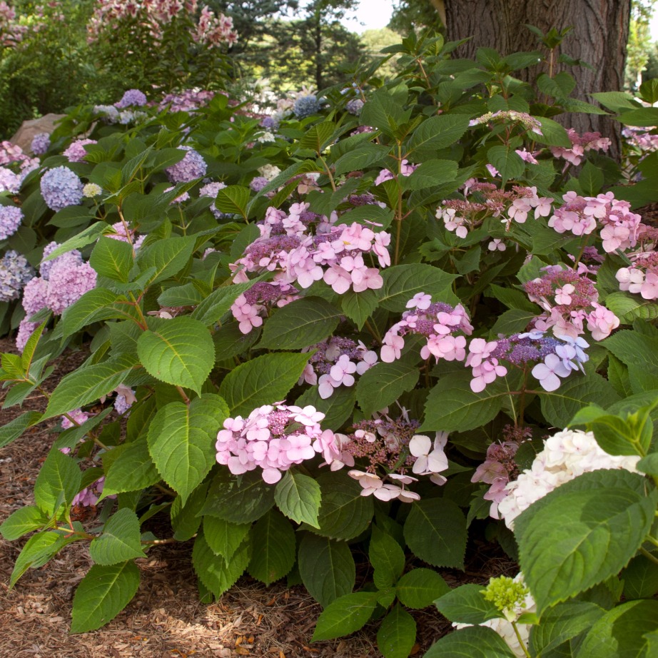 Hydrangea macrophylla 'PIIHM-I'
