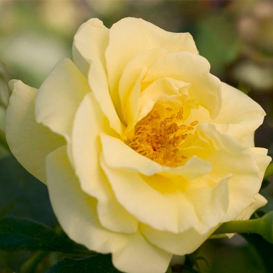 Rosa 'BAIage'