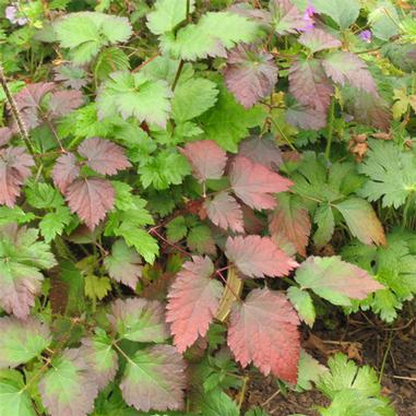 Astilbe x arendsii 'Beauty of Ernst'
