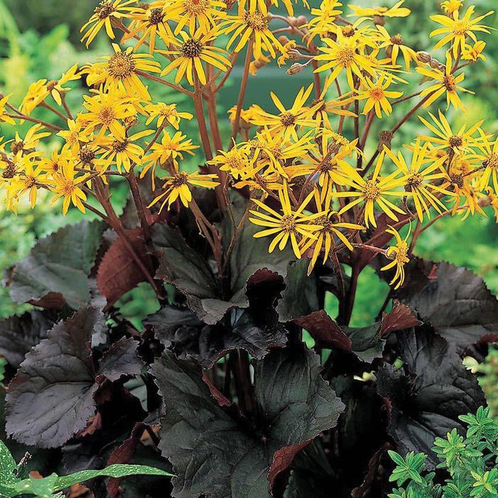 Ligularia dentata 'Midnight Lady'